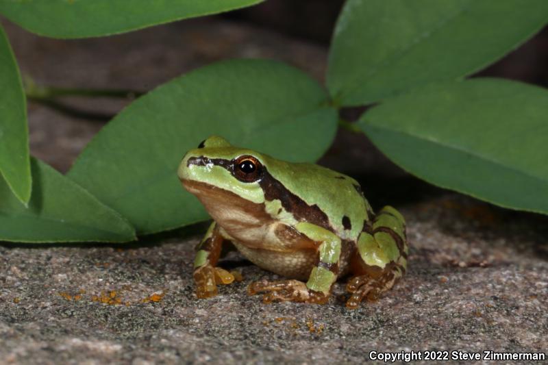 Arizona Treefrog (Hyla wrightorum)