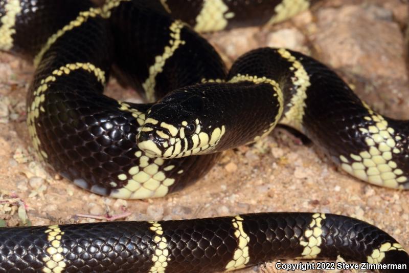 California Kingsnake (Lampropeltis getula californiae)