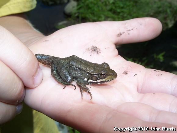 Northern Green Frog (Lithobates clamitans melanota)