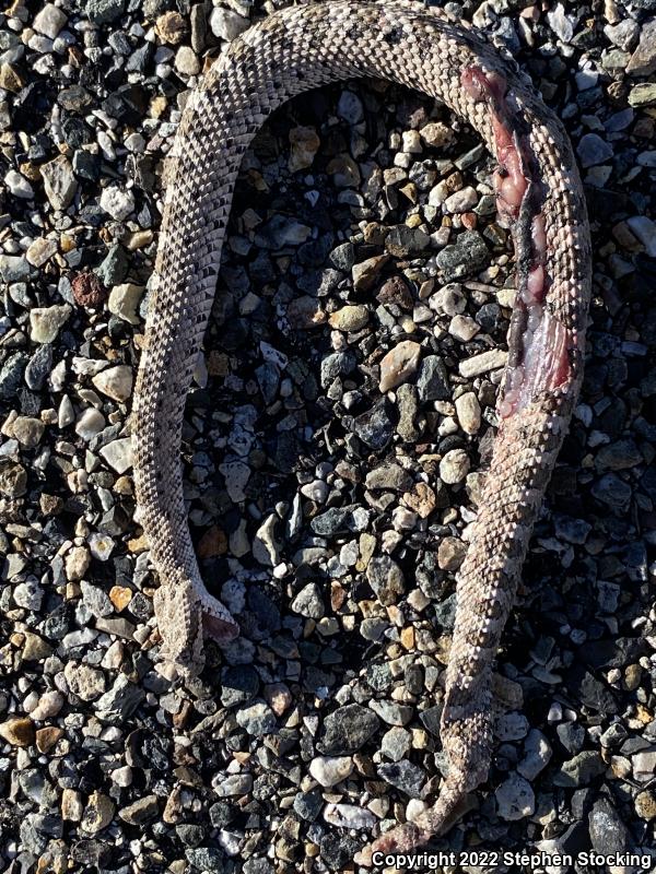 Mojave Desert Sidewinder (Crotalus cerastes cerastes)