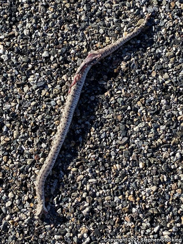 Mojave Desert Sidewinder (Crotalus cerastes cerastes)