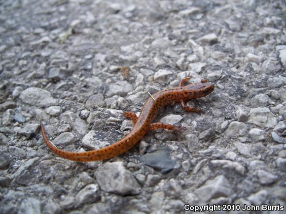 Cave Salamander (Eurycea lucifuga)