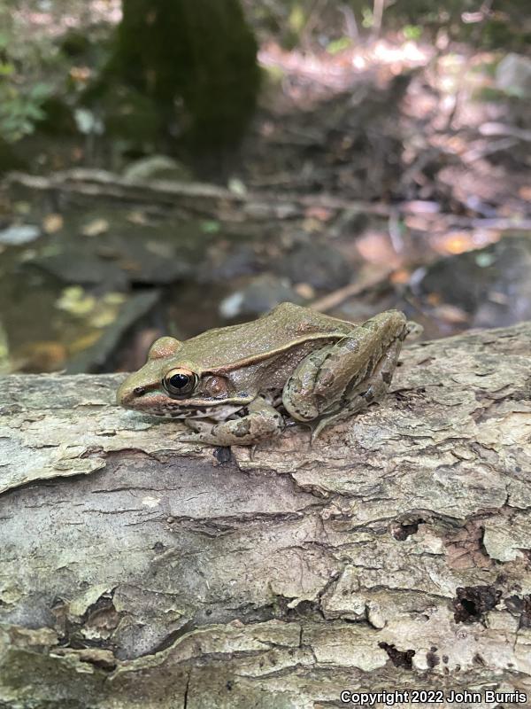 Southern Leopard Frog (Lithobates sphenocephalus utricularius)