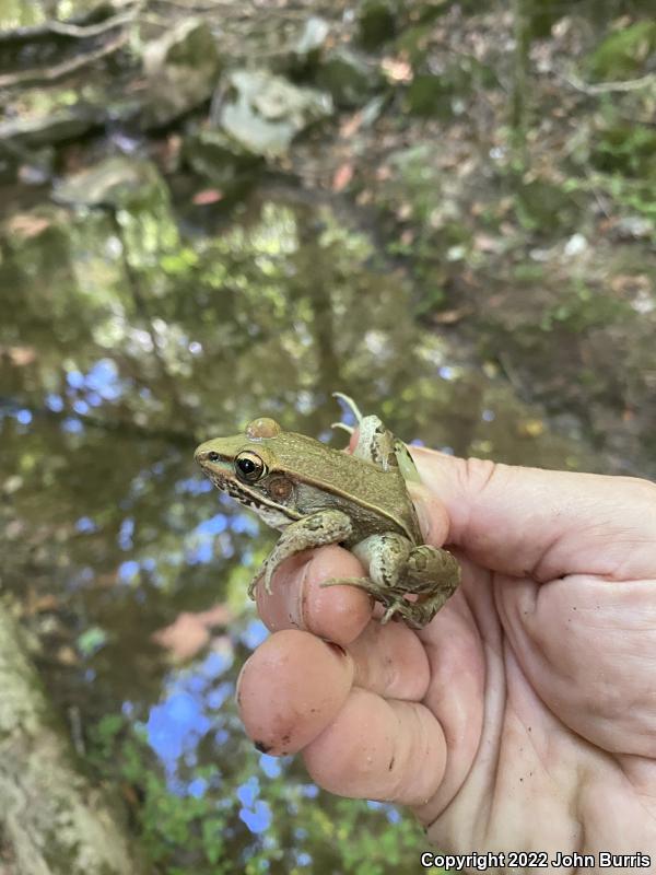 Southern Leopard Frog (Lithobates sphenocephalus utricularius)