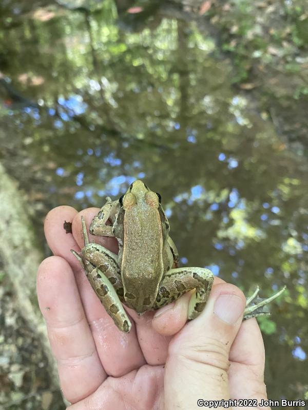 Southern Leopard Frog (Lithobates sphenocephalus utricularius)