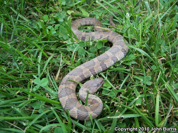 Northern Watersnake (Nerodia sipedon sipedon)