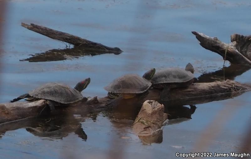 Red-eared Slider (Trachemys scripta elegans)