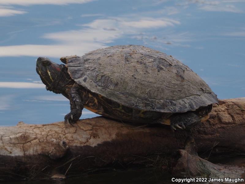 Red-eared Slider (Trachemys scripta elegans)