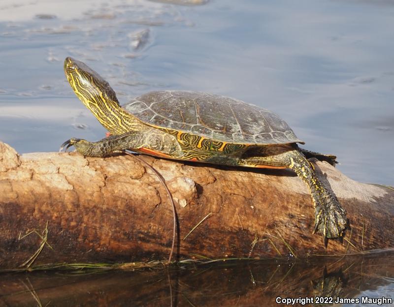 Western Painted Turtle (Chrysemys picta bellii)