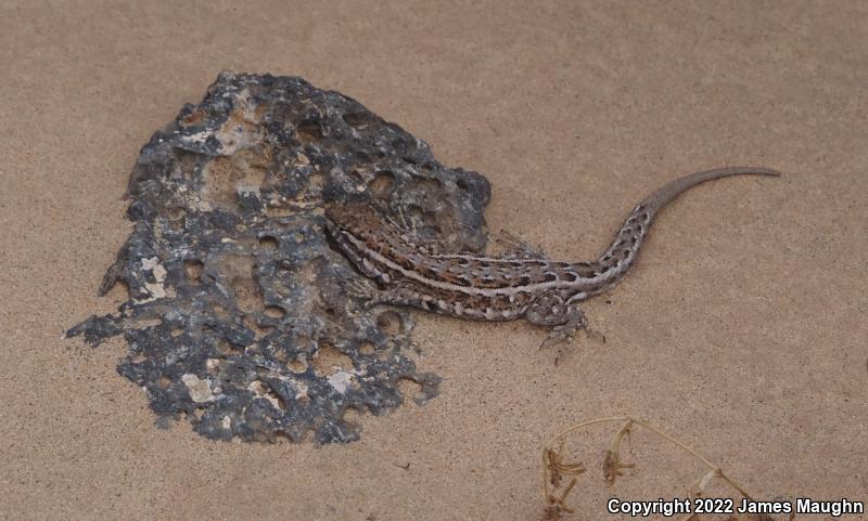 Eastern Side-blotched Lizard (Uta stansburiana stejnegeri)