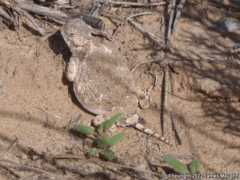 Round-tailed Horned Lizard (Phrynosoma modestum)