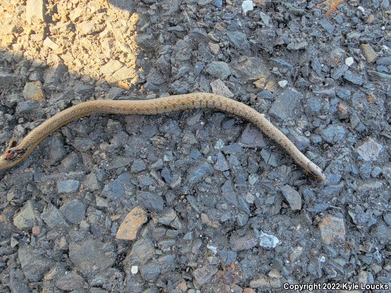 Northern Brownsnake (Storeria dekayi dekayi)