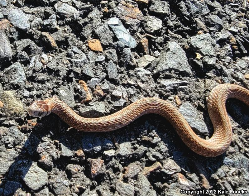 Northern Brownsnake (Storeria dekayi dekayi)