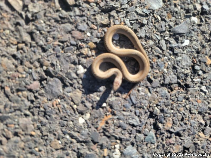 Northern Brownsnake (Storeria dekayi dekayi)