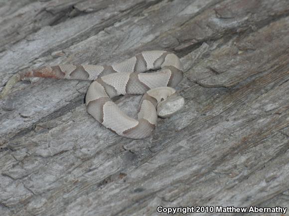 Southern Copperhead (Agkistrodon contortrix contortrix)