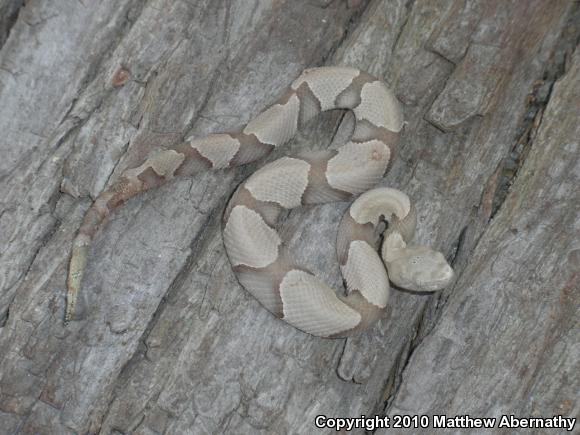 Southern Copperhead (Agkistrodon contortrix contortrix)