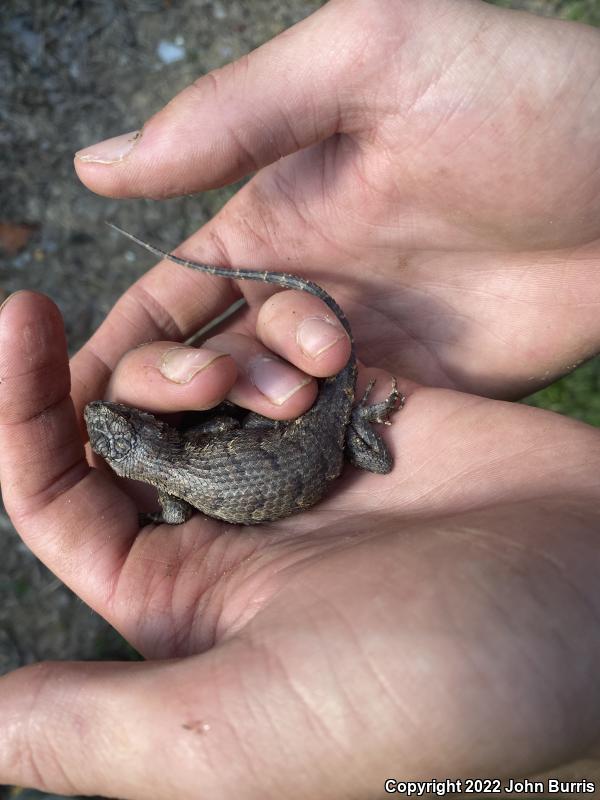 Eastern Fence Lizard (Sceloporus undulatus)