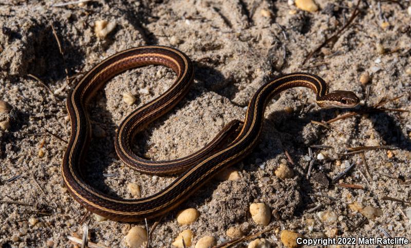 Eastern Ribbonsnake (Thamnophis sauritus sauritus)