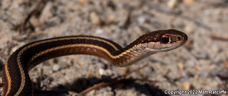 Eastern Ribbonsnake (Thamnophis sauritus sauritus)