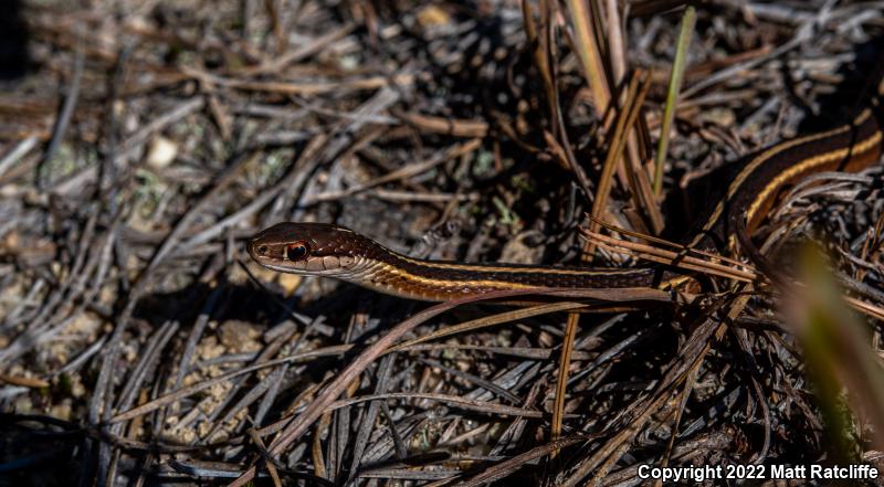 Eastern Ribbonsnake (Thamnophis sauritus sauritus)