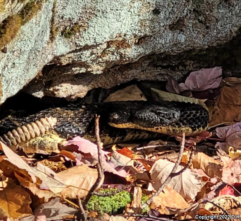 Timber Rattlesnake (Crotalus horridus)