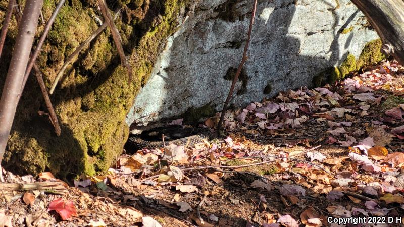 Timber Rattlesnake (Crotalus horridus)