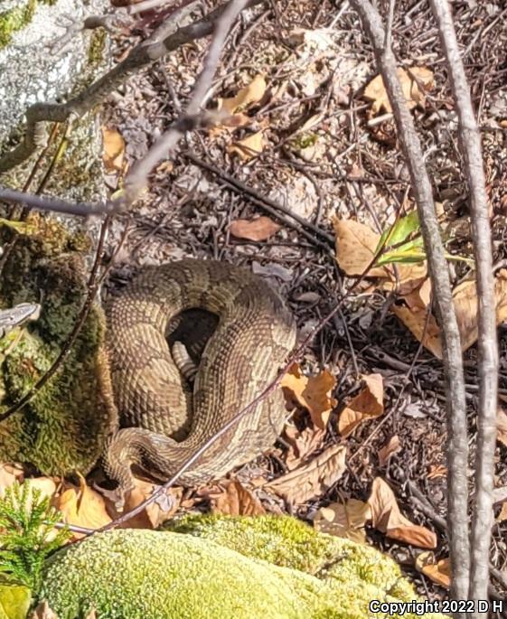 Timber Rattlesnake (Crotalus horridus)