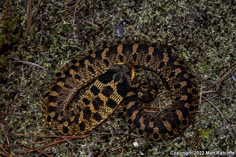 Eastern Hog-nosed Snake (Heterodon platirhinos)