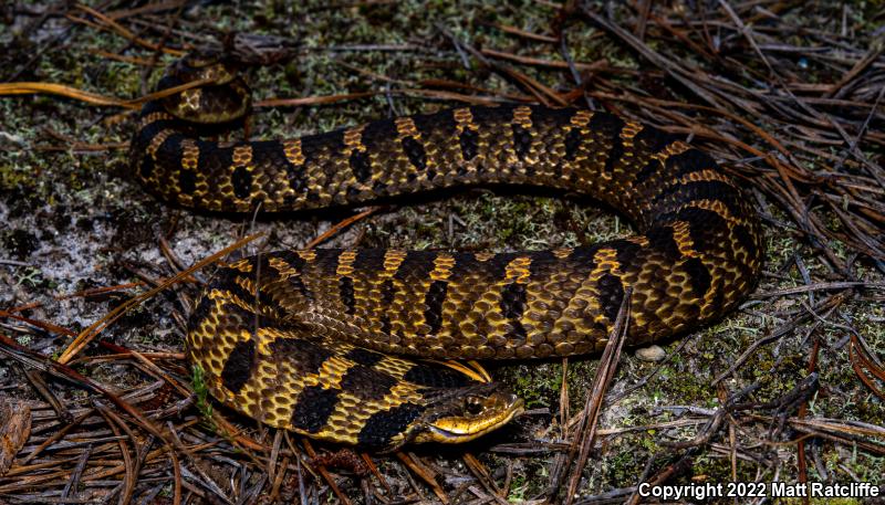 Eastern Hog-nosed Snake (Heterodon platirhinos)