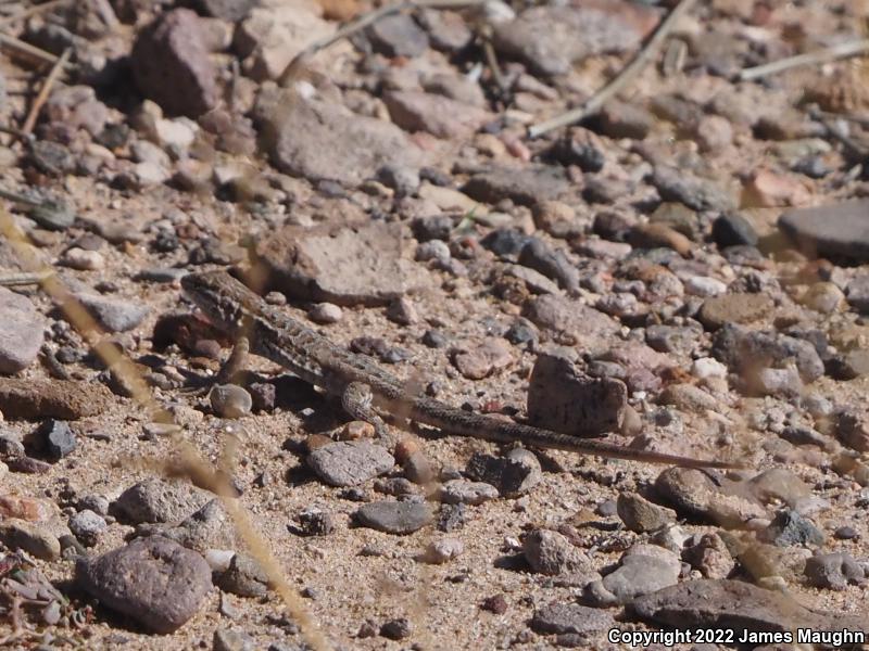 Eastern Side-blotched Lizard (Uta stansburiana stejnegeri)