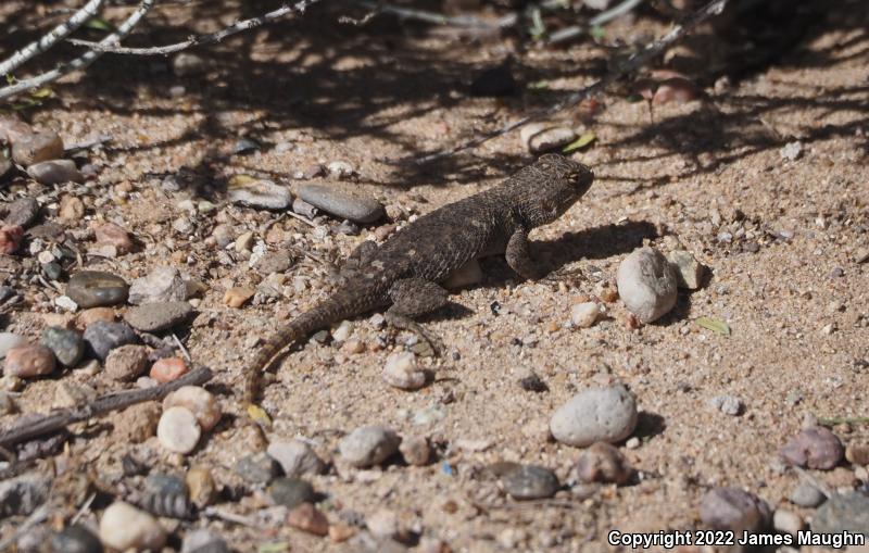 Twin-spotted Spiny Lizard (Sceloporus bimaculosus)