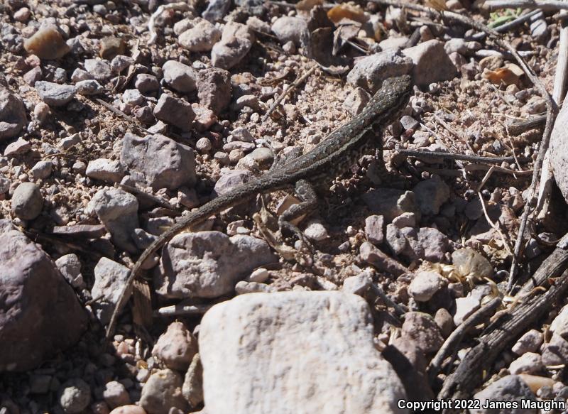 Eastern Side-blotched Lizard (Uta stansburiana stejnegeri)