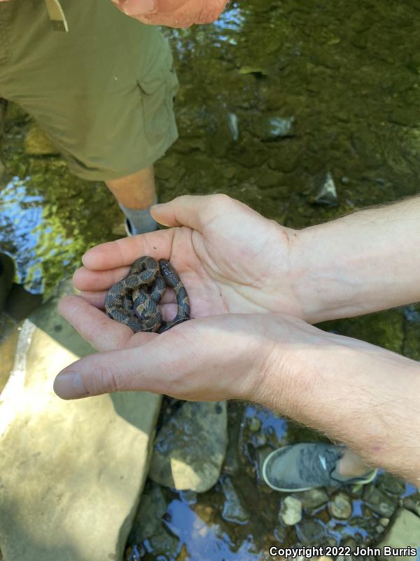 Midland Watersnake (Nerodia sipedon pleuralis)