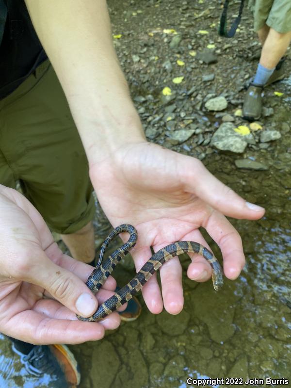 Midland Watersnake (Nerodia sipedon pleuralis)