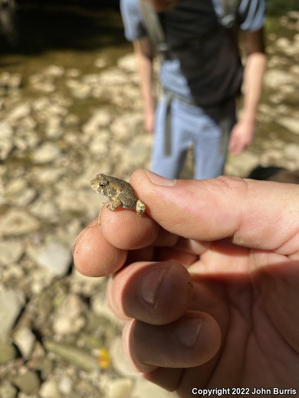 Fowler's Toad (Anaxyrus fowleri)