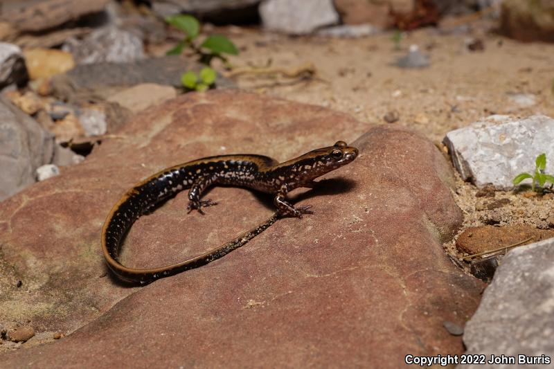 Three-lined Salamander (Eurycea guttolineata)