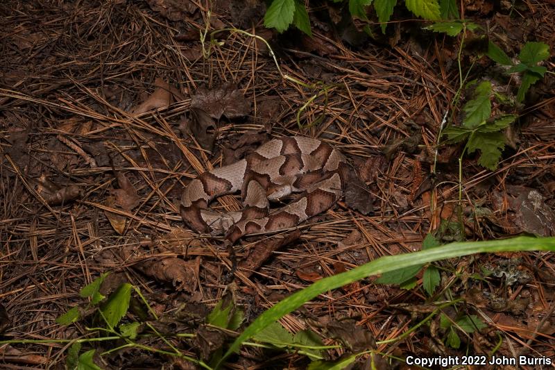 Southern Copperhead (Agkistrodon contortrix contortrix)