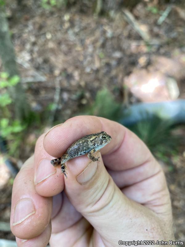 Fowler's Toad (Anaxyrus fowleri)