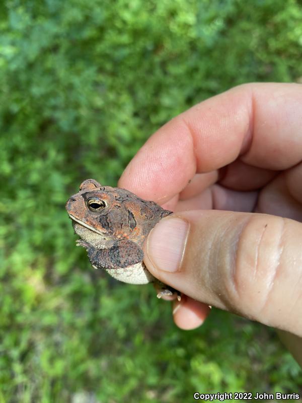 Dwarf American Toad (Anaxyrus americanus charlesmithi)