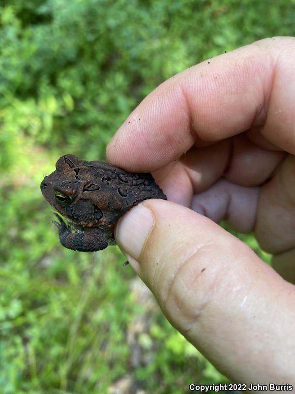 Dwarf American Toad (Anaxyrus americanus charlesmithi)