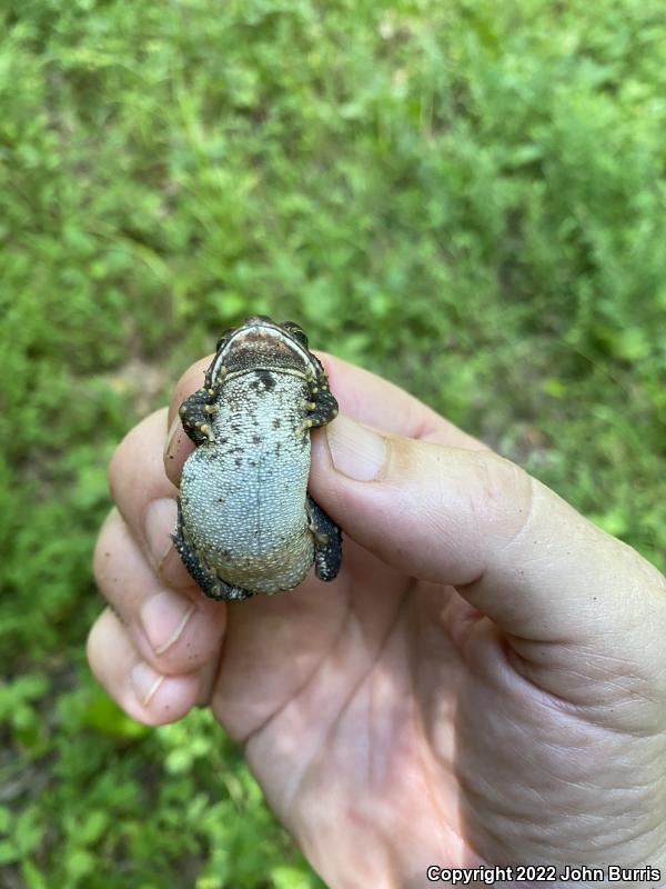 Dwarf American Toad (Anaxyrus americanus charlesmithi)