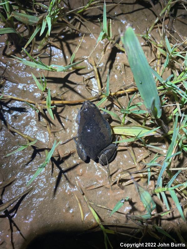 Eastern Narrow-mouthed Toad (Gastrophryne carolinensis)