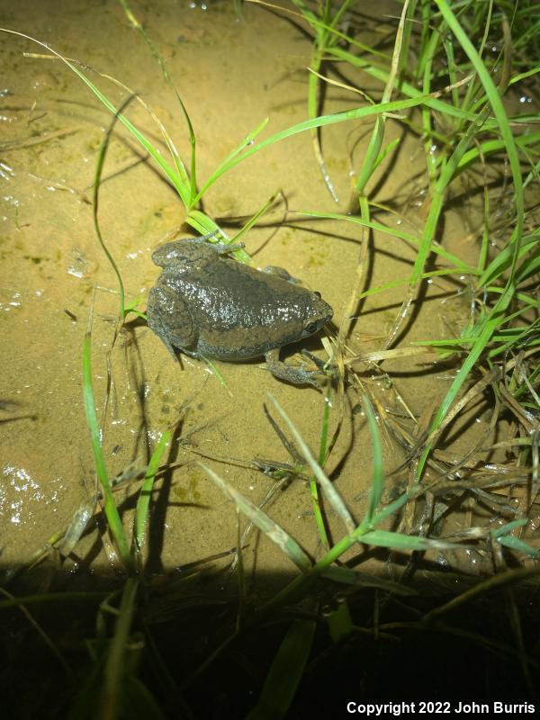 Eastern Narrow-mouthed Toad (Gastrophryne carolinensis)