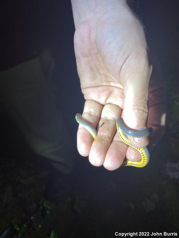 Southern Ring-necked Snake (Diadophis punctatus punctatus)