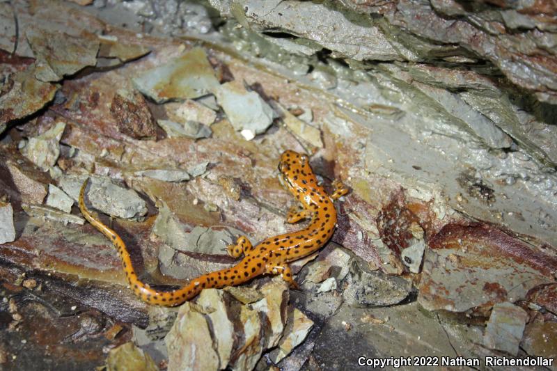 Cave Salamander (Eurycea lucifuga)