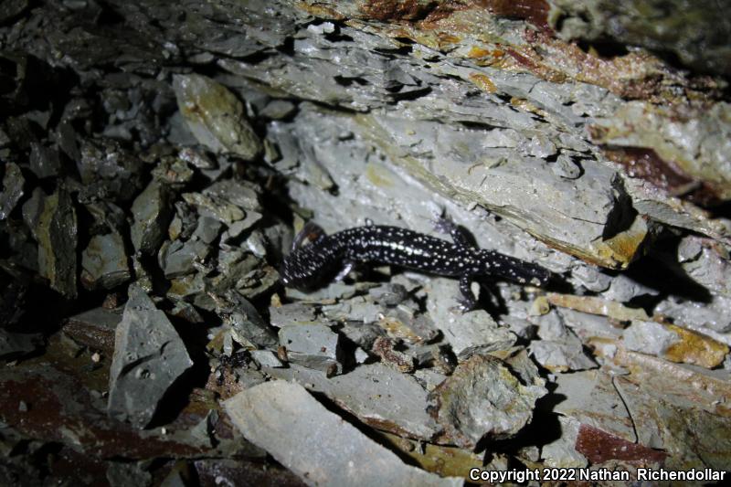 Western Slimy Salamander (Plethodon albagula)