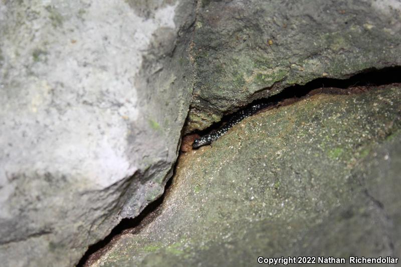 Western Slimy Salamander (Plethodon albagula)