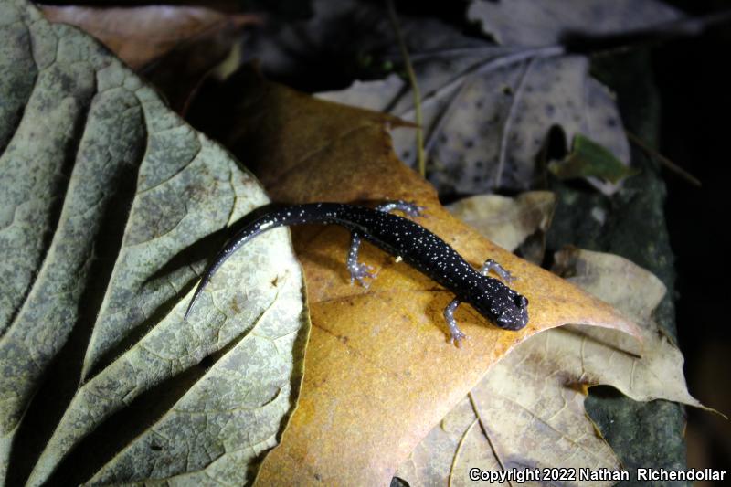 Western Slimy Salamander (Plethodon albagula)