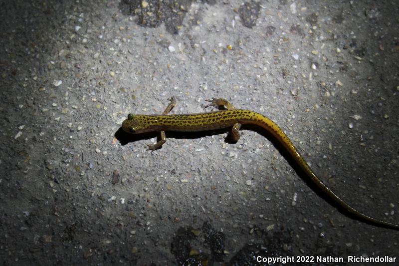 Dark-sided Salamander (Eurycea longicauda melanopleura)