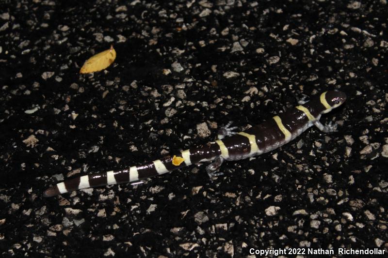 Ringed Salamander (Ambystoma annulatum)